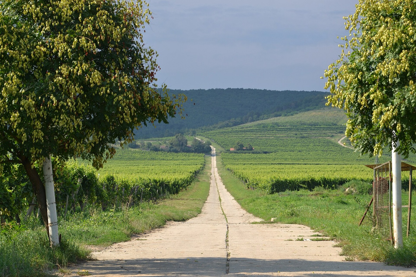 Tokaj vinohrady